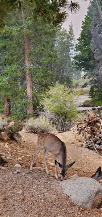 Robinson Creek South Campground Picture 7