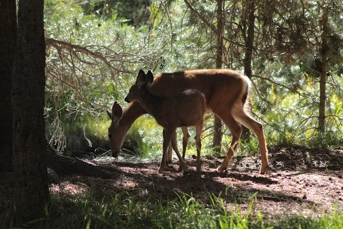 Robinson Creek South Campground Picture 8