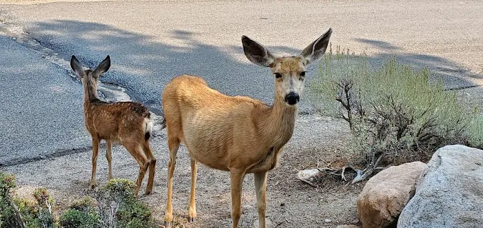 Robinson Creek South Campground Picture 5