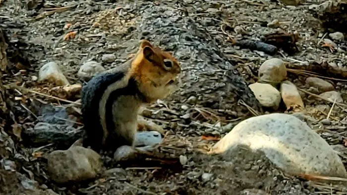 Robinson Creek South Campground Picture 10