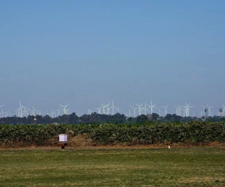 The Meadows of Isleton