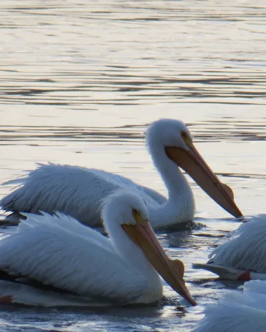 The Oasis Campground Picture 4