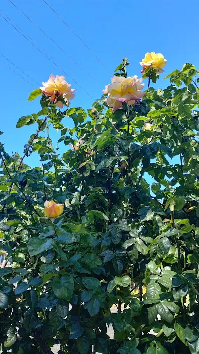 Starlite Resort Picture 4