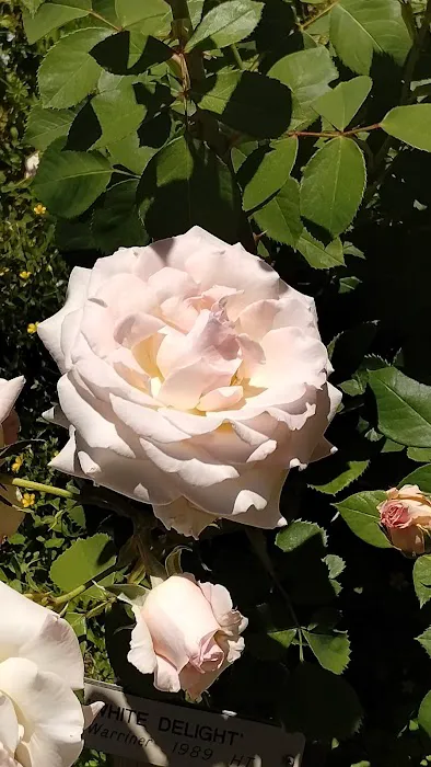 Starlite Resort Picture 9