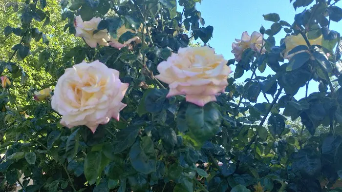 Starlite Resort Picture 7