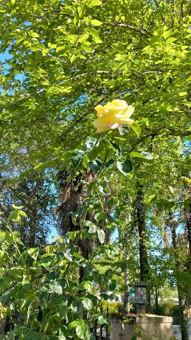 Starlite Resort Picture 5