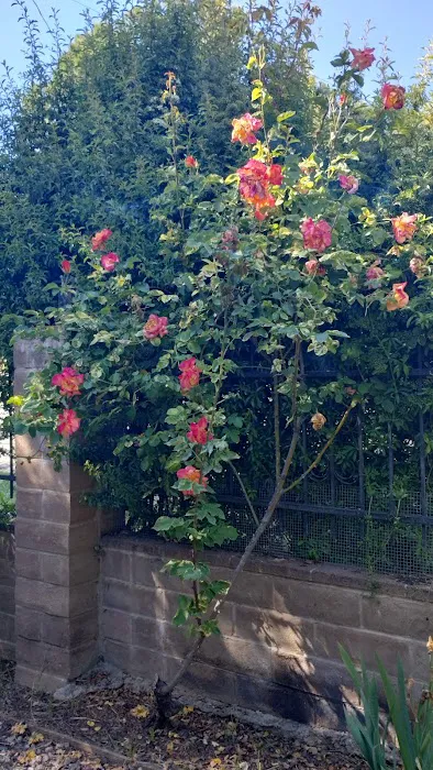 Starlite Resort Picture 2