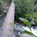 Joe Walt Run Campground