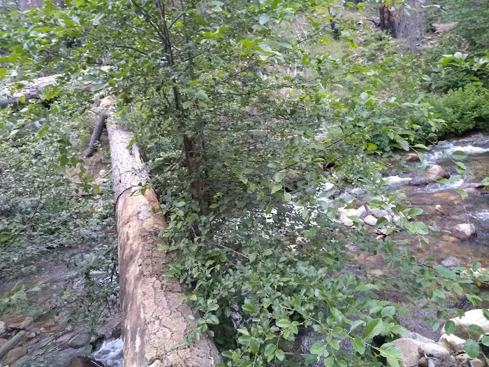 Joe Walt Run Campground Picture 4