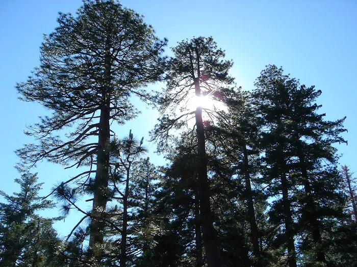 Pines Campground Picture 2
