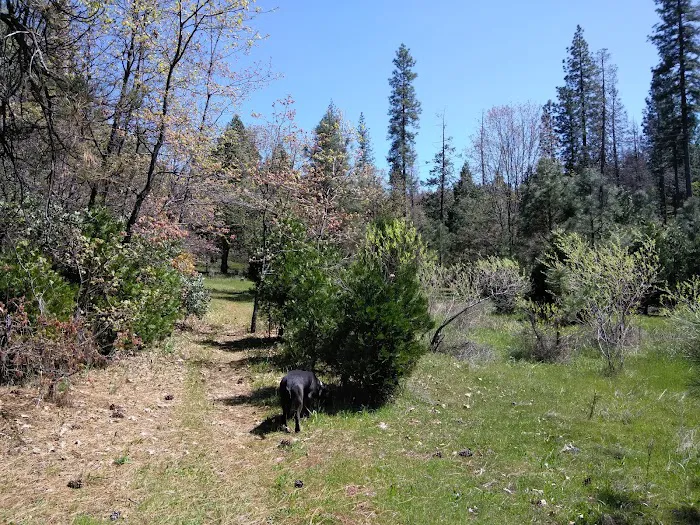 Pines Campground Picture 4