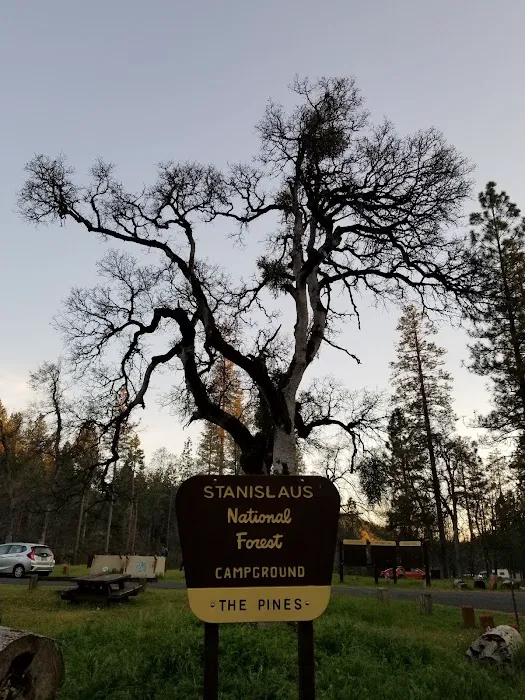 Pines Campground Picture 9