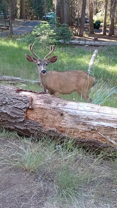 Pines Campground Picture 8