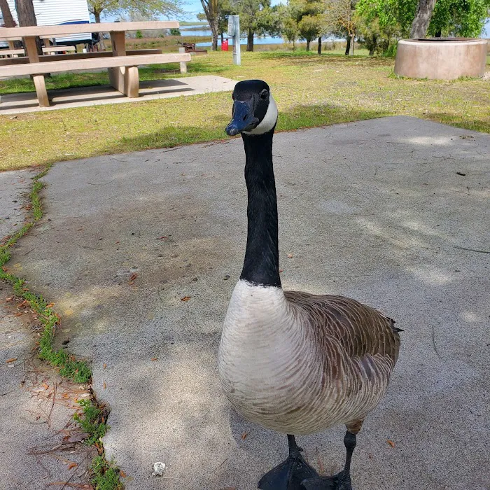Blonde Island Campground Picture 4