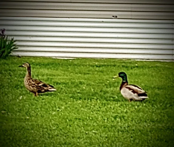 Maplewood Manufactured Home Community Picture 6