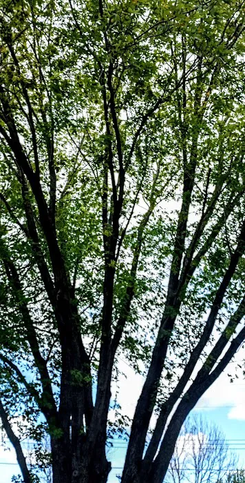 Maplewood Manufactured Home Community Picture 10