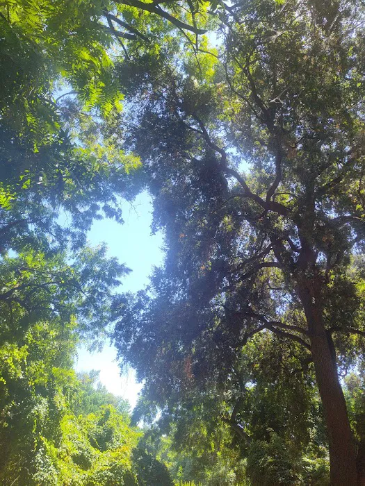 Caswell Memorial State Park Campground Picture 6