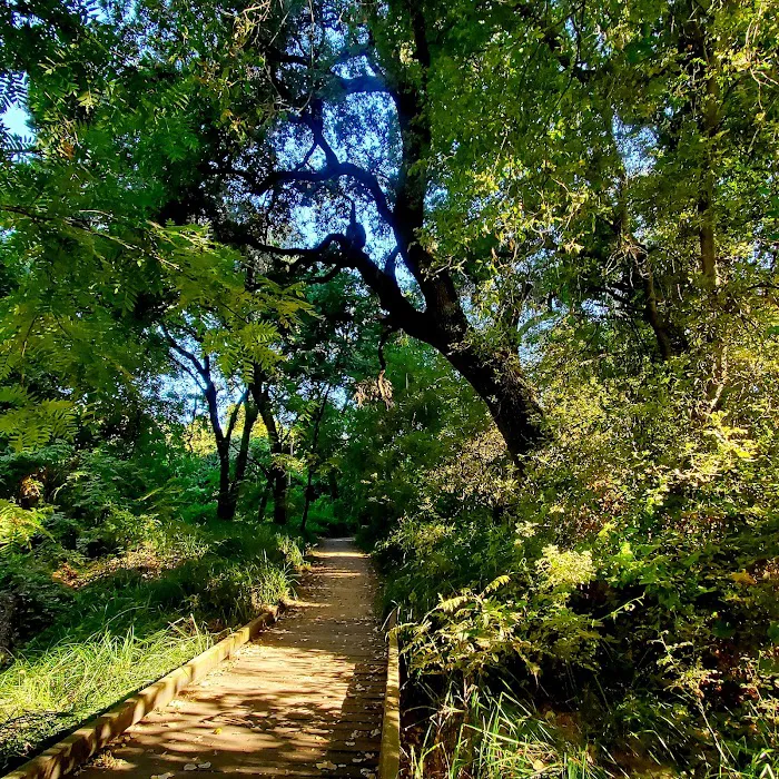 Caswell Memorial State Park Campground Picture 10