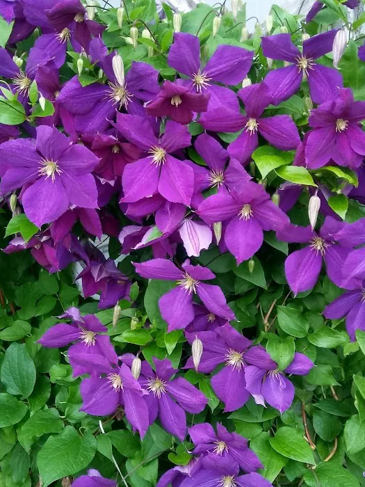 Rocky Creek Estates MHC Picture 7