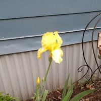 Hallmark Terrace ico