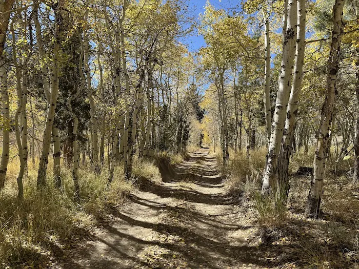 Lundy Canyon Campground Picture 2