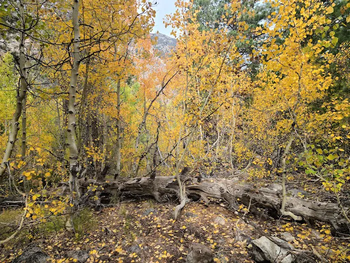 Lundy Canyon Campground Picture 1