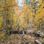 Lundy Canyon Campground