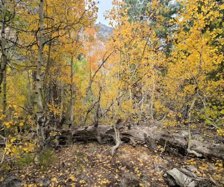 Lundy Canyon Campground