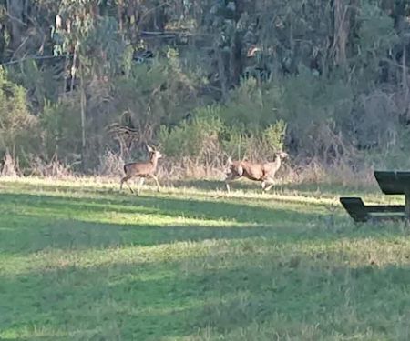 Wildcat View Group Camp