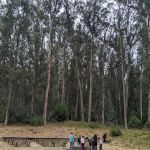 New Woodland Group Camp