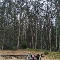 New Woodland Group Camp ico
