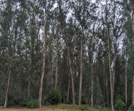 New Woodland Group Camp