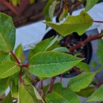 Grandview Mobile Home Park