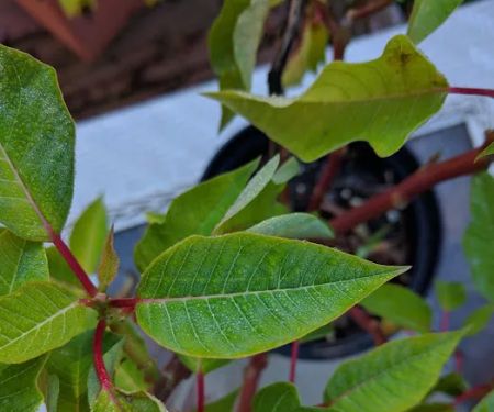 Grandview Mobile Home Park