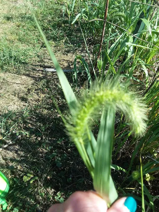 Colonial Terrace Picture 7