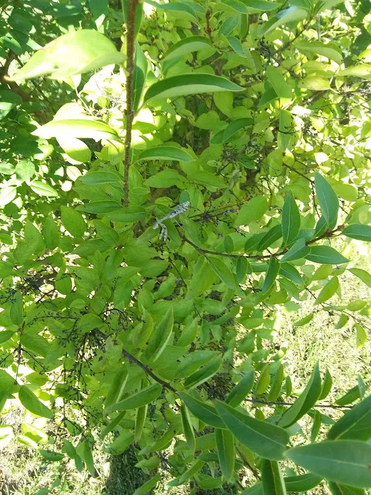 Colonial Terrace Picture 8