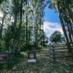 Sibley Backpack Camp