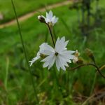 Round Valley Regional Preserve