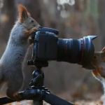 Country Meadows & Cedar Ridge