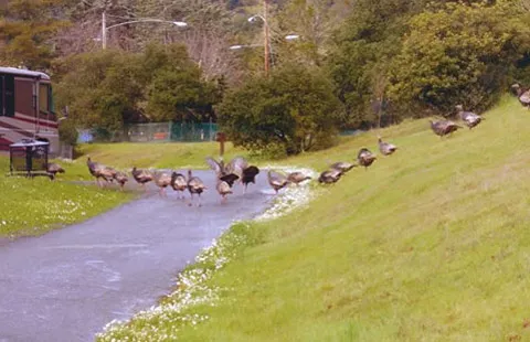 Cloverdale Healdsburg Campground Picture 6