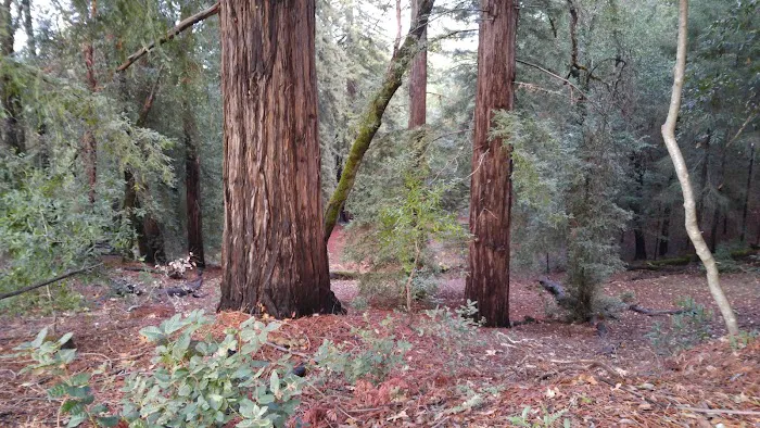 Bullfrog Pond Campground Picture 9