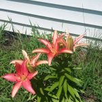 Southland Mobile Home Park