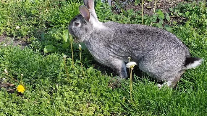 Radio City Mobile Home Park Picture 4