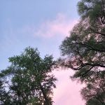 Radio City Mobile Home Park