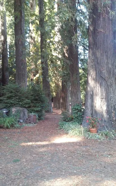 Camp Russian River Picture 9