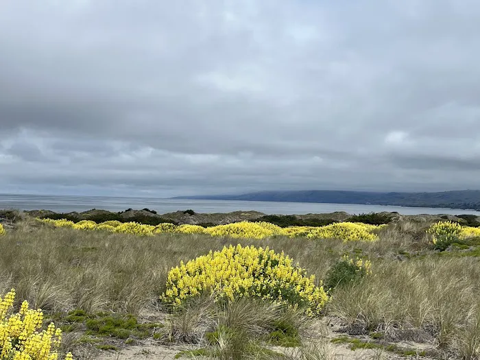 Bodega Dunes Campground Picture 4