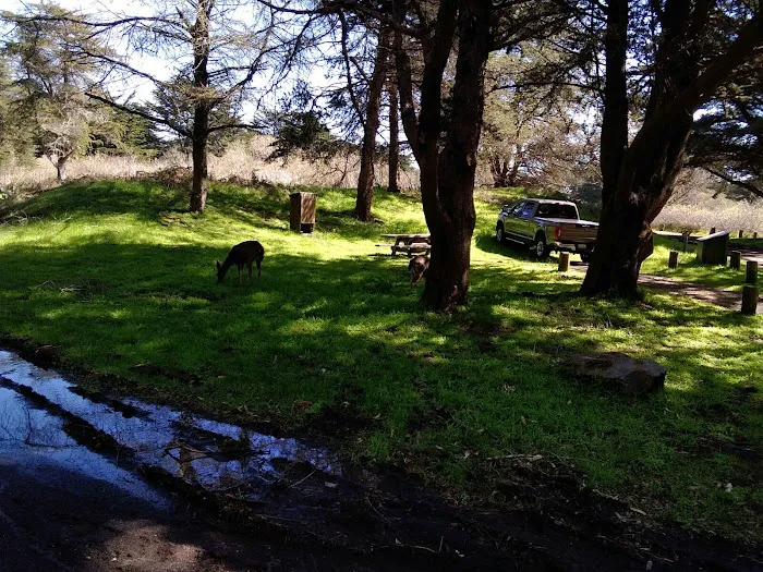 Bodega Dunes Campground Picture 10