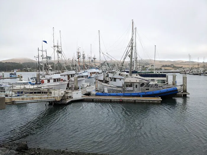 Bodega Dunes Campground Picture 2
