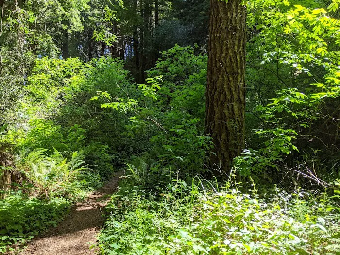 Pomo Canyon Environmental Camp Picture 8