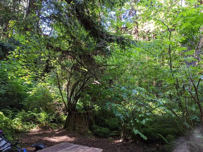 Pomo Canyon Environmental Camp Picture 9